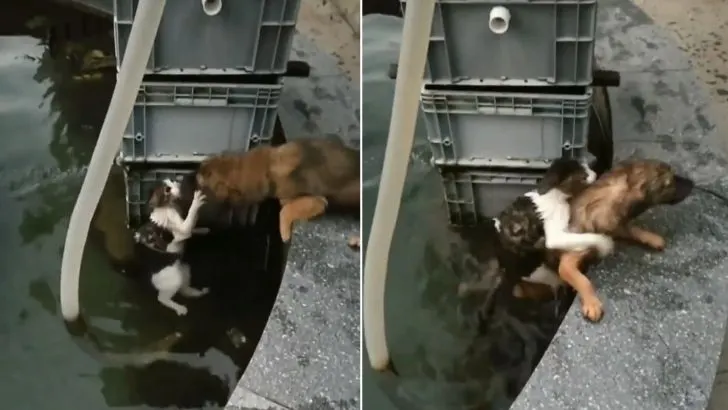 A Brave Dog Jumps Into Water to Save Drowning Cat