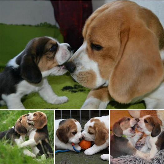 Heartwarming Moments: The Pure Innocence of a Beagle Pup Melts Hearts