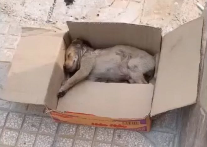 This Tiny Puppy Placed In A Cardboard Box Cried Loudly, Unable To Move At All