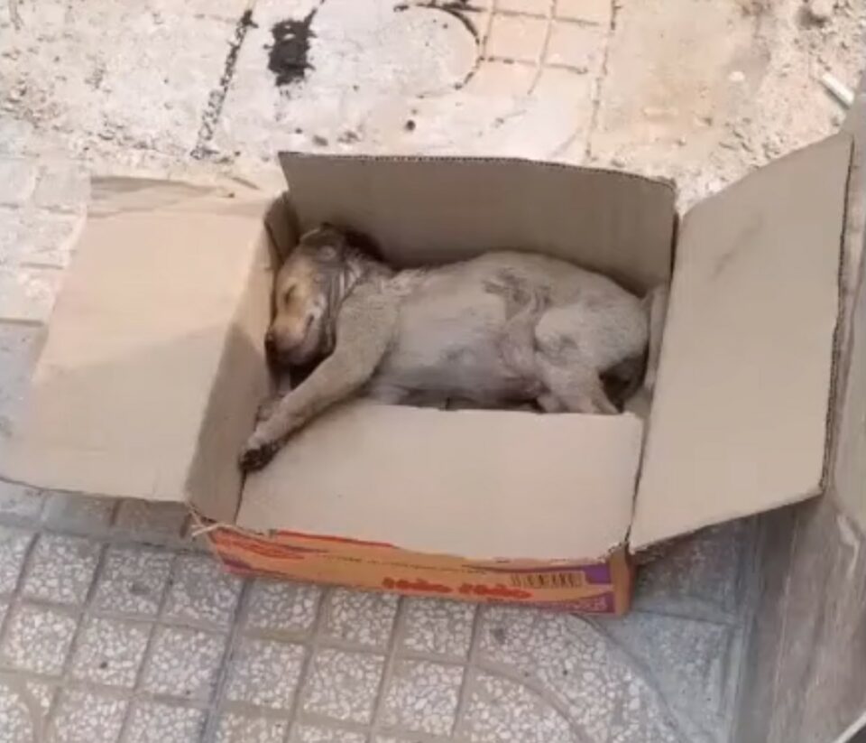 This Tiny Puppy Placed In A Cardboard Box Cried Loudly, Unable To Move At All