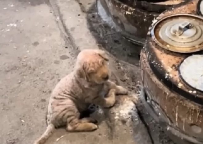 A Woman Rescues A Sick Dog Dumped In Freezing Weather Who Kept Crawling And Trying To Keep Warm