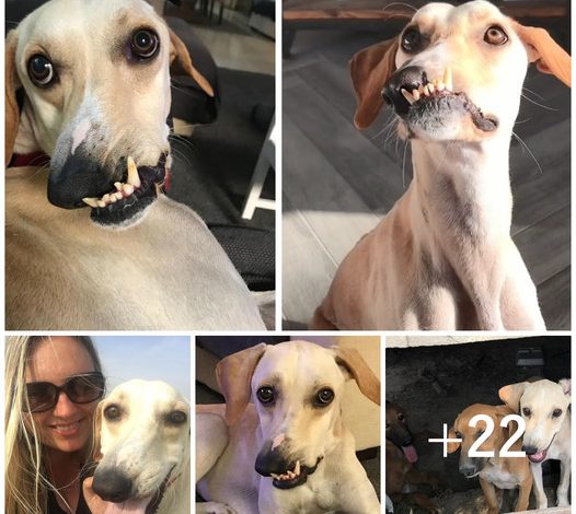 Feeling tired of her dog being labeled as ugly, she showcased the inner beauty of her pet, causing the story to go viral