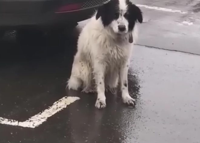 A Loyal Abandoned Pup Spent Hours Waiting In The Pouring Rain, Believing His Owners Would Return For Him