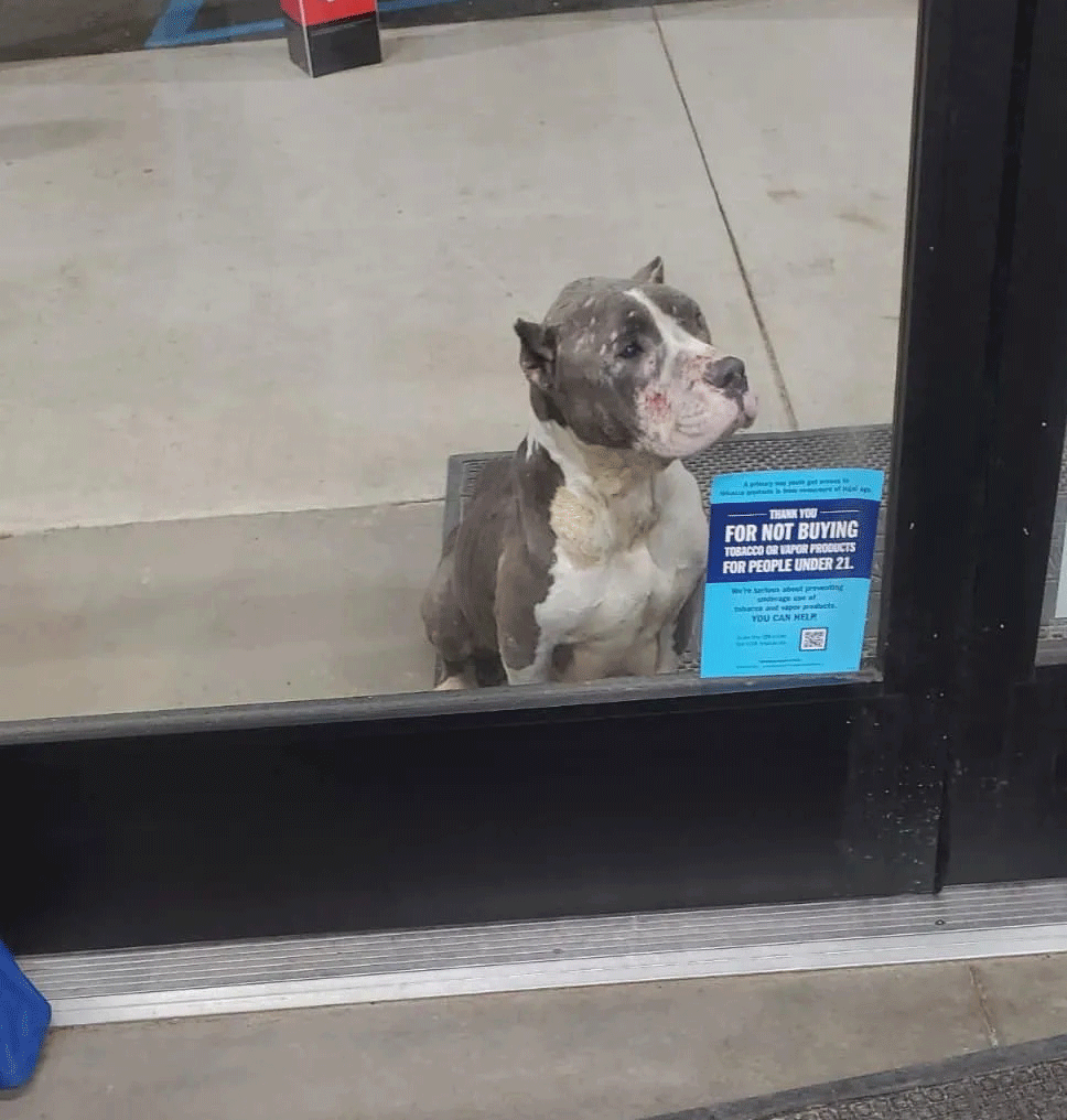 Heartbroken Dog Sits In Front Of The Store And Begs People For Help Through The Glass Door