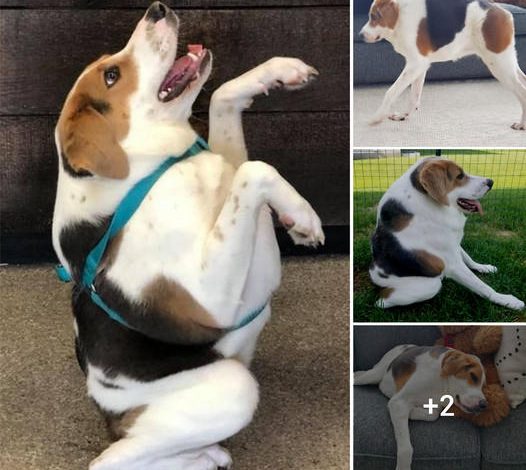 Dog Born Without Neck, And On Back, Still Defies The Odds