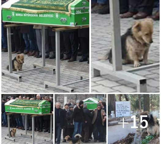 A grieving dog mourns the loss of his beloved human best friend, visiting their grave every day as a heartrending tribute to their bond