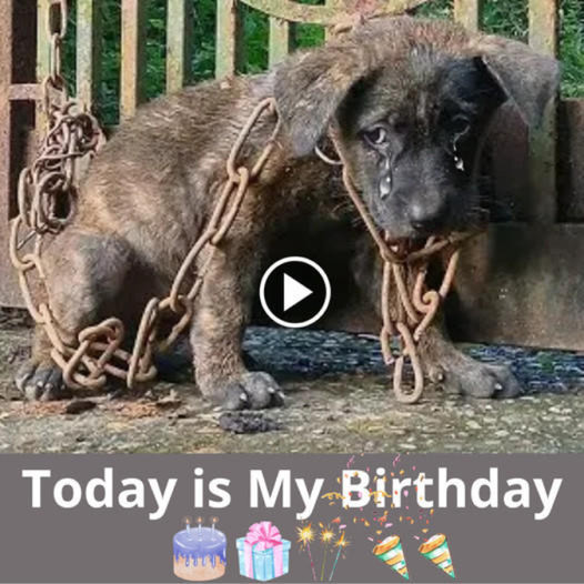 The bond between a homeless man and his dog: The birthday celebration that changed everything