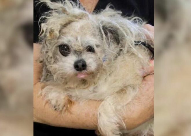 A Sweet and Patient Senior Dog with Matted Fur, Abandoned and Neglected, Becomes Completely Unrecognizable After His Makeover