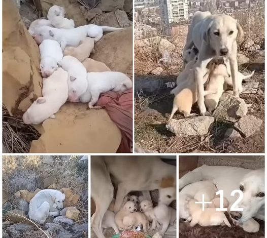 The enduring love of a mother is seen in the sacrifice of an abandoned dog who, despite being deprived of food for weeks, nourishes her puppies with her own milk.