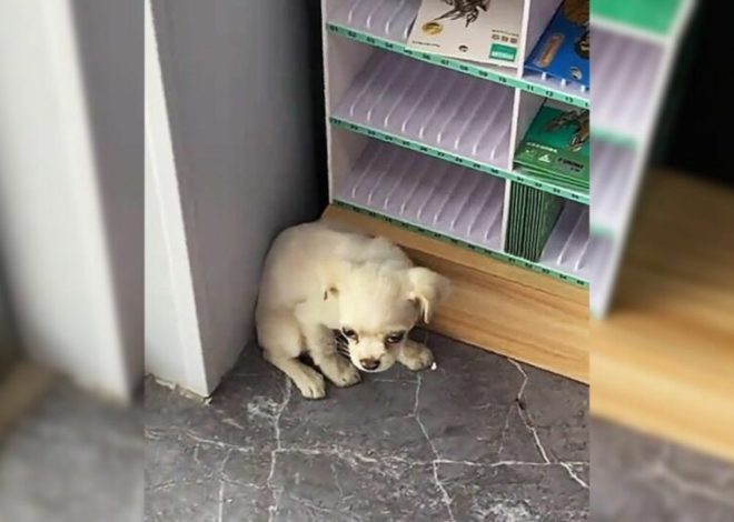 A small and scared puppy ran into a store, curling up in a corner and pleading for help.