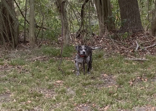 Rescuers Were Brought To Tears When They Saw What Somebody Did To This Dog Behind A Cemetery