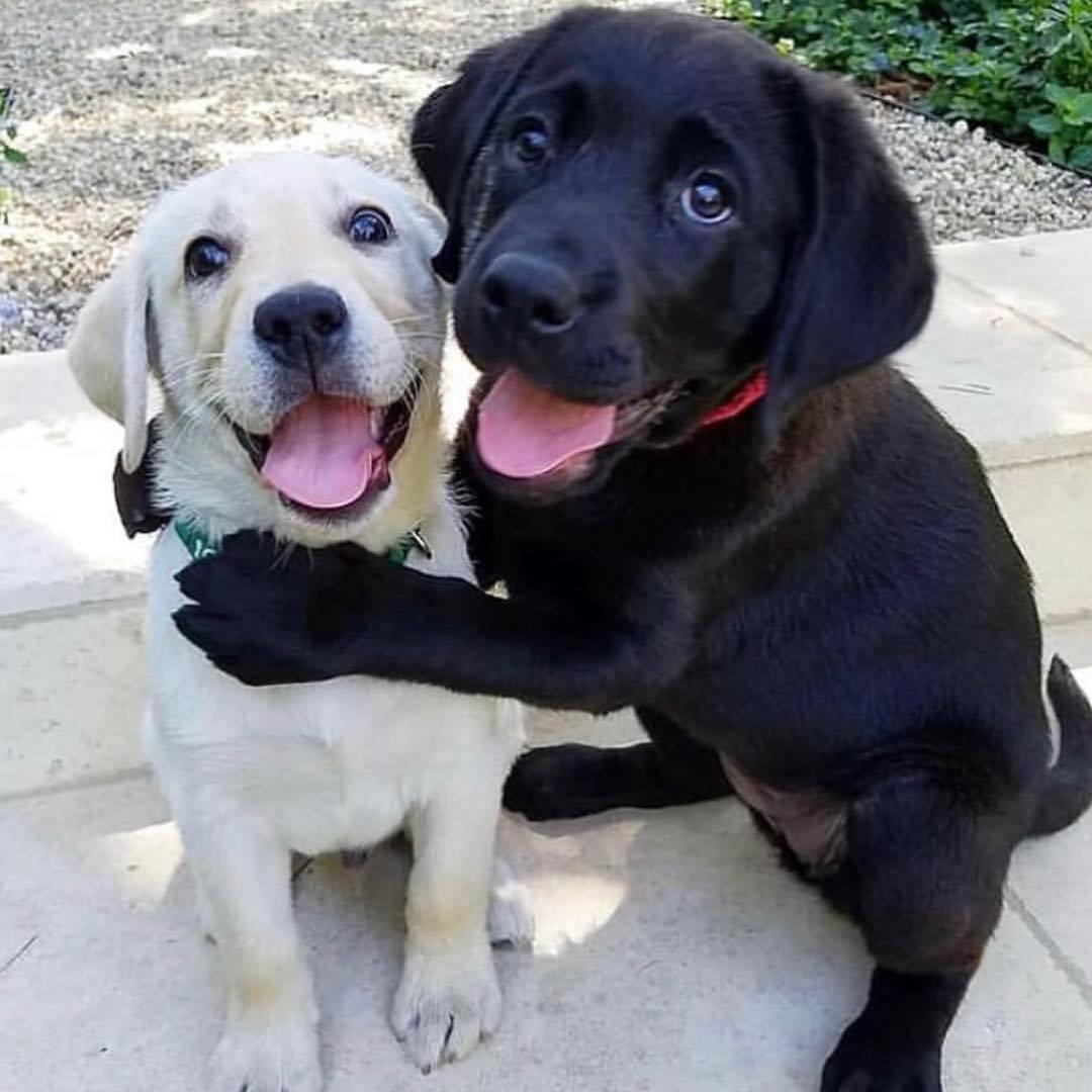 The heartfelt image of two dog brothers embracing each other tightly, their eyes pleading with the owner not to sell them, has profoundly resonated with animal lovers, evoking a powerful sense of compassion and empathy