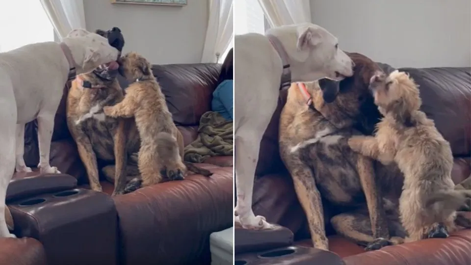 Abused Dog Rex Finds the Perfect Siblings to Help Him Overcome Anxiety