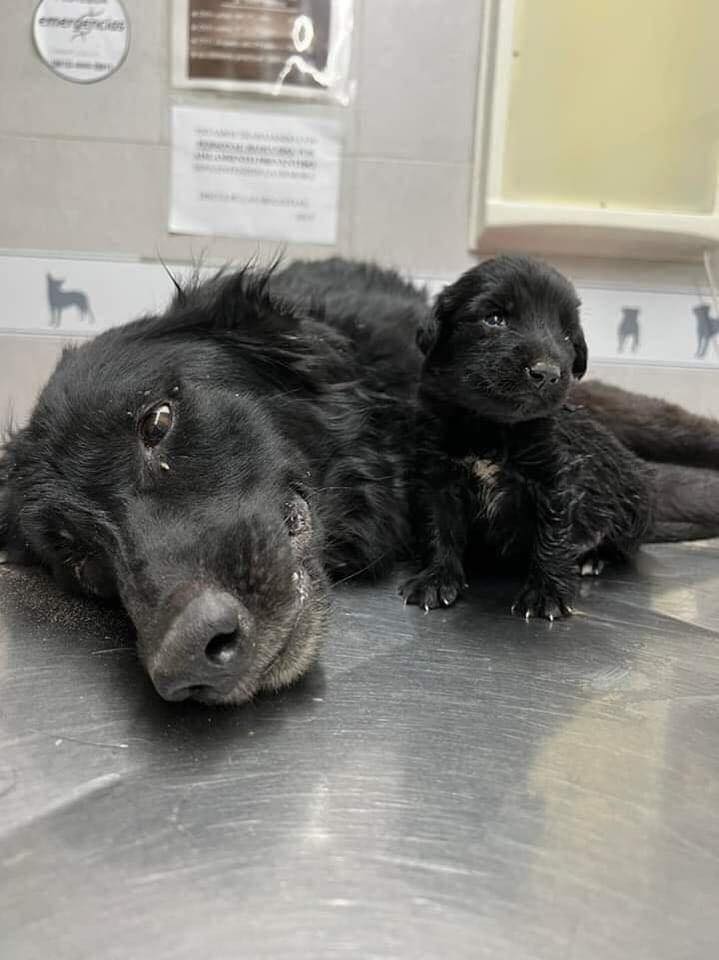 TN On my birthday today, my mother is sadly getting ready for surgery. I may not be the most visually striking puppy because of my black fur, and I feel like not many people appreciate me, but I still hope that everyone can send their blessings for both me and my mother.