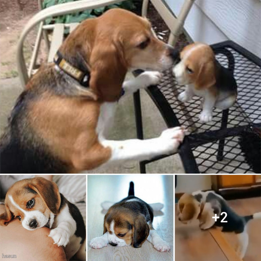 The independent life of an abandoned Beagle puppy after its mother’s final farewell kiss moves many to tears