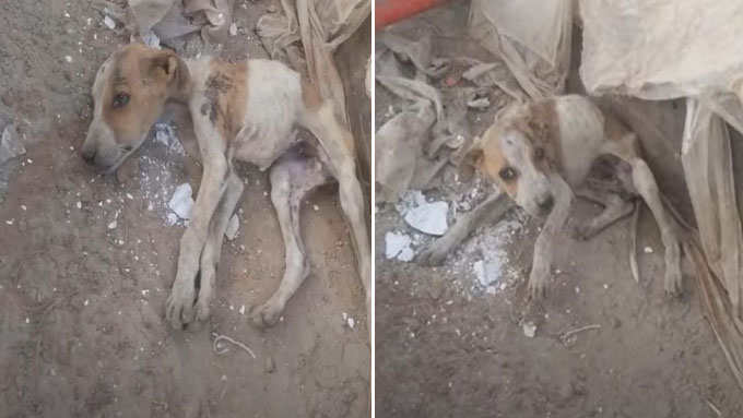 The Dog Was Abandoned And Wonders Why He Was Taken From His Mother