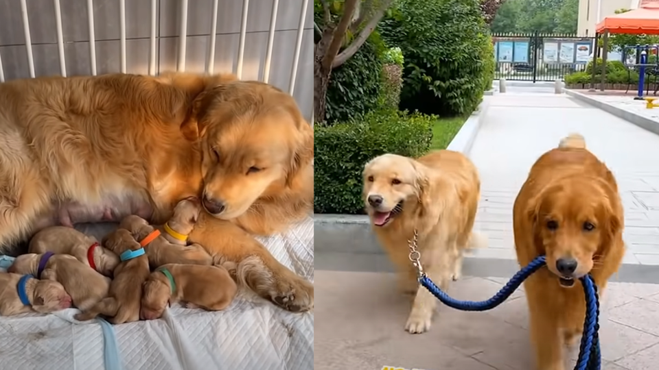 Devoted Father: Golden Retriever Tending to His Expecting Mate
