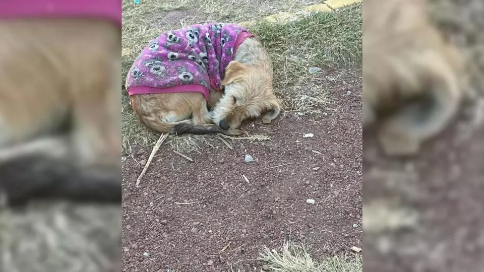 Stray Dog Who Was Curled Up In A Purple Sweater Patiently Waits For A Helping Hand