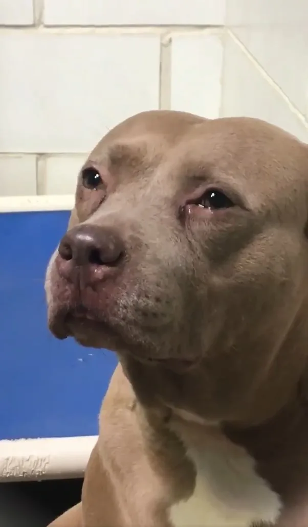 This Mama Dog Was Crying After Being Dumped At The Shelter Without Her Babies