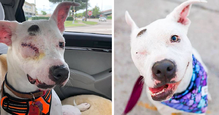 The Dog That Was Mistreated and Only Had One Eye Is Now Living Her Best Life