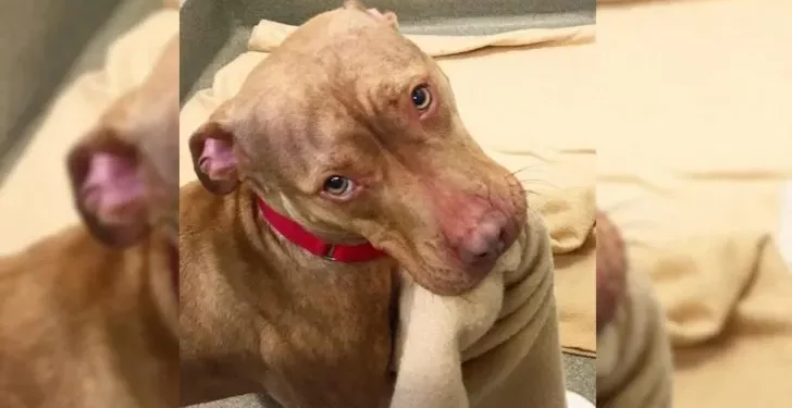 Rejected Shelter Pitbull Neatly Arranges His Bed, Hoping to Find a Loving Home
