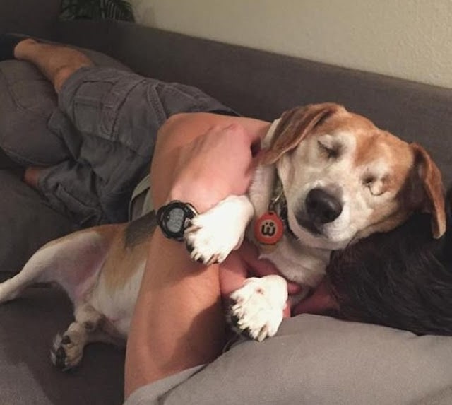 The Heartwarming Story of a Blind Beagle Finding Love and Hope with His New Owner, Overcoming Loneliness and Embracing a Bright Future