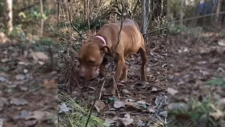 A Shy Pit Bull Finds Trust After a Lifetime in the Wilderness, Thanks to Months of Dedication from a Stranger