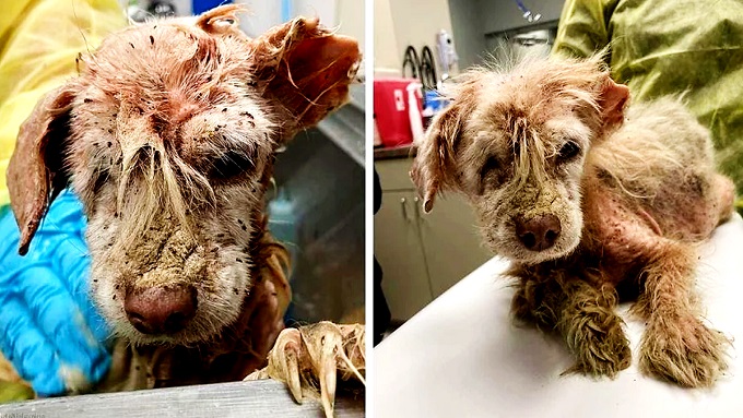 After Living  on the Streets for Years, a Dog Only Half an Ear and Fleas Find Faith Again