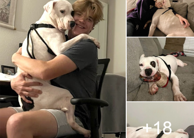 The longest shelter dog falls asleep smiling when he finally is recused by a loving family