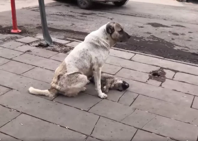 The mother dog mourned beside her lifeless puppy, resolute in her determination to protect it from anyone who dared to come near.