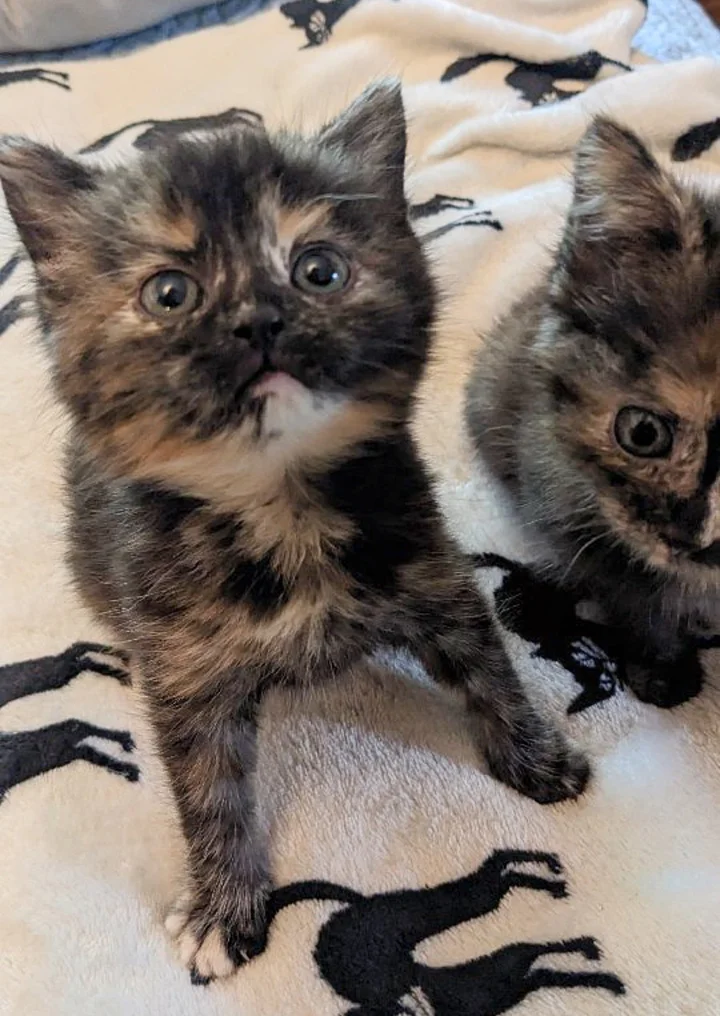 Tiny Lives Transformed: How Kindness Gave Four Lost Kittens a Loving Home
