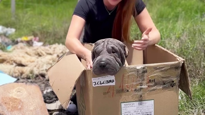 Blind Mom Dog Dumped In Landfill Refuses To Leave A Box Hoping To Be Reunited Her Babies