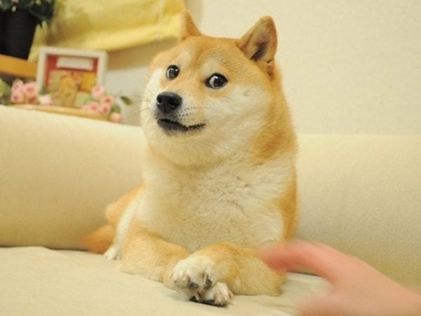 The Amazing Dog Rescue Story Behind the Doge Meme – Wow!