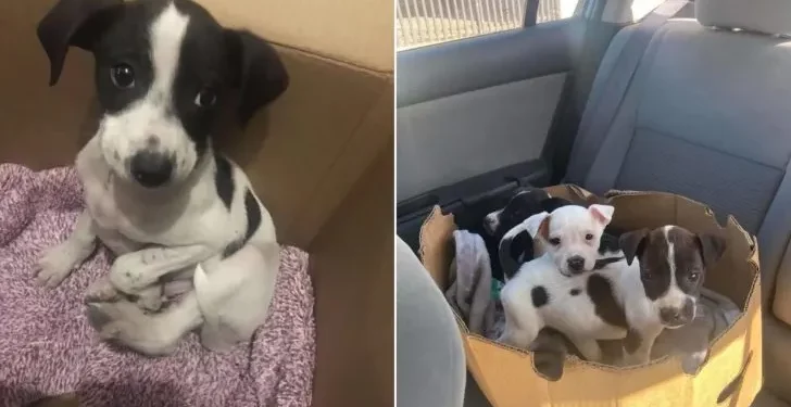 Woman Saves Abandoned Puppy in a Box and Finds He Has Company