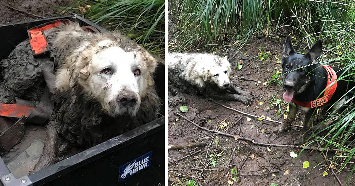 A courageous rescue dog embarked on his first mission and triumphantly saved a family’s missing dog, who had been trapped in mud for two full days