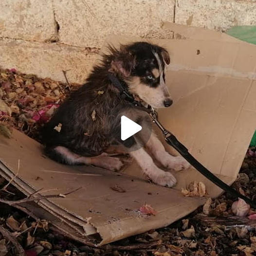 Dog Found Next To His Deceased Owner, Now Learns To Love Again In A New Home