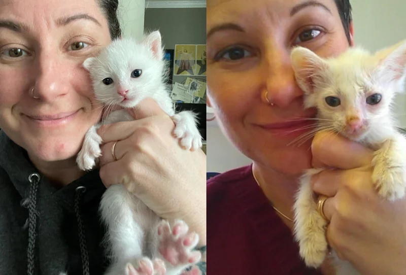 A Kitten That Reminds the Woman of Her Deceased Cat Unexpectedly Finds Her