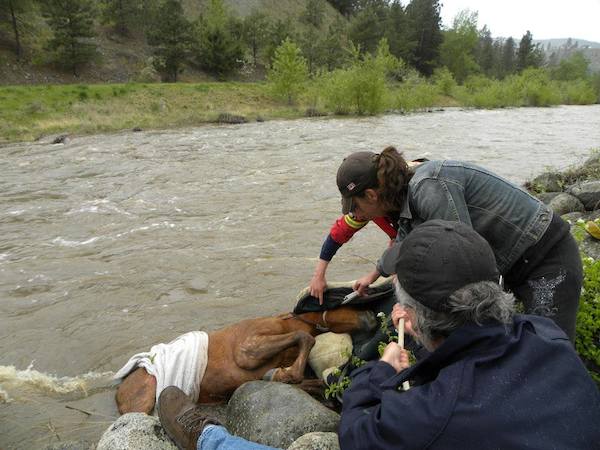 Wild Baby Horse Stuck In River Had Lost All Hope Until Rescuers Saw Her
