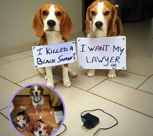 The mother dog disciplines two mischievous Beagles because they were chewing on a charger cord