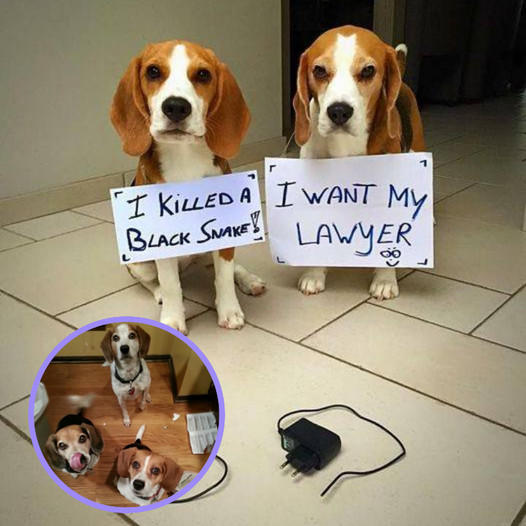 The mother dog disciplines two mischievous Beagles because they were chewing on a charger cord