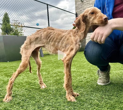 Rescued: A severely undernourished dog discovered after enduring prolonged neglect and starvation.