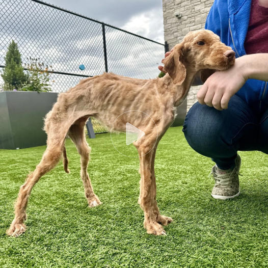 Rescued: A severely undernourished dog discovered after enduring prolonged neglect and starvation.