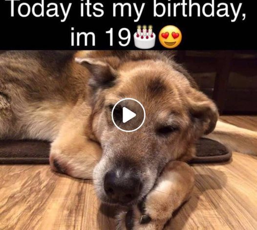 Celebrating Unconditional Love: A Birthday Message from a Charmingly Imperfect Pet