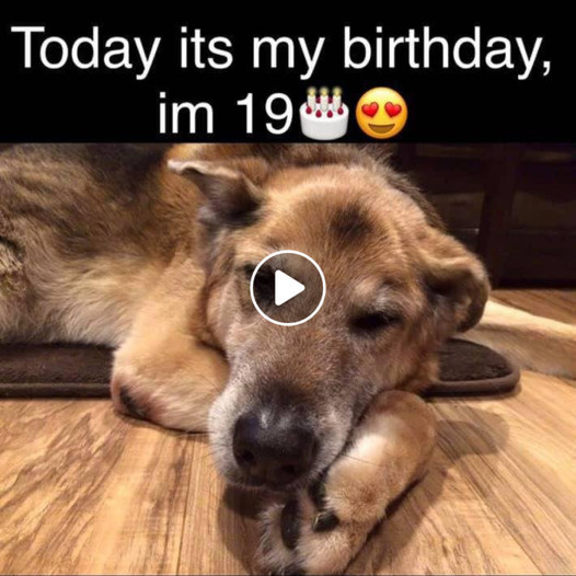 Celebrating Unconditional Love: A Birthday Message from a Charmingly Imperfect Pet