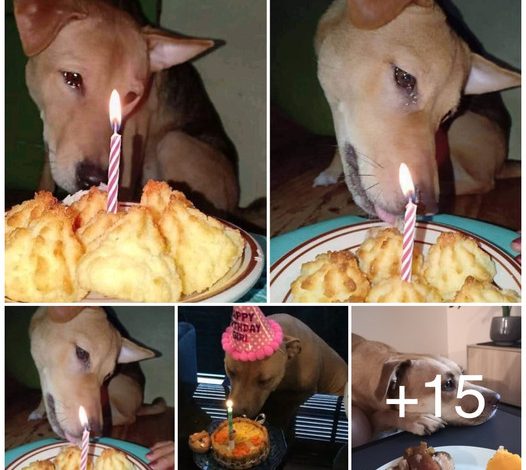 Tears of joy streamed down the face of the once-abandoned dog as the new family celebrated their first birthday together, It was a beautiful moment, filled with happiness and a profound sense of belonging