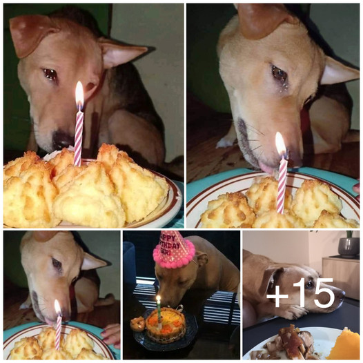 Tears of joy streamed down the face of the once-abandoned dog as the new family celebrated their first birthday together, It was a beautiful moment, filled with happiness and a profound sense of belonging
