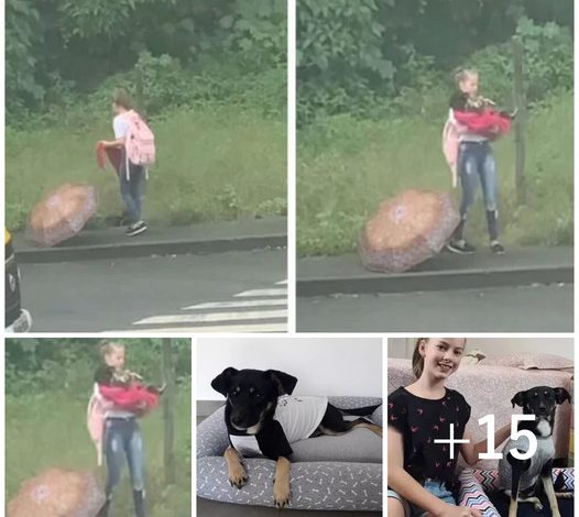 Everyday Angel: A Schoolgirl Rescues a Stray Dog, Bringing Hope and Renewal Along Her Journey Home