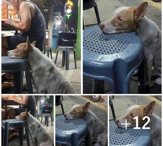 A hungry dog, longing for a meal, rests its head on a chair in a restaurant, patiently waiting for someone to offer it some food