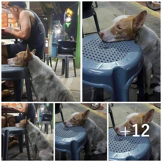 A hungry dog, longing for a meal, rests its head on a chair in a restaurant, patiently waiting for someone to offer it some food