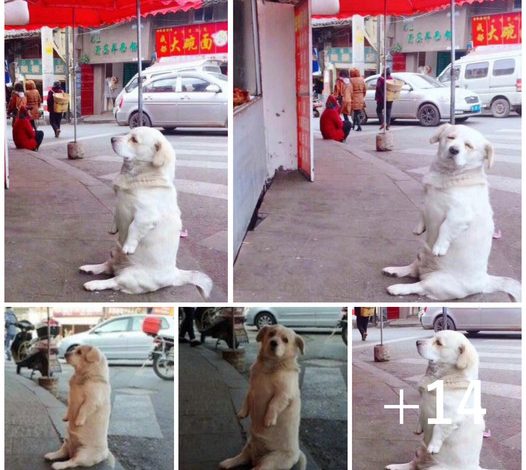 A dog with short legs warms hearts as it patiently waits for free fried chicken from a stall, displaying a charming and hopeful attitude.